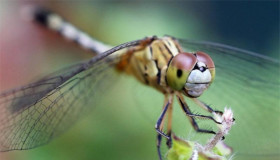 Cách chụp ảnh macro đẹp miễn chê mà bạn không thể làm ngơ!