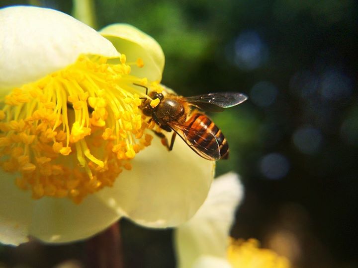 meo hay giup xoa phong vao ban dem