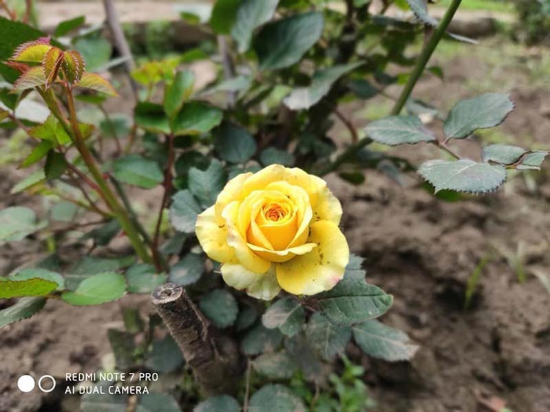 Chế độ AI của Note 7 Pro danh gia camera redmi note 7 pro vuot troi suc manh cua xiaomi 3