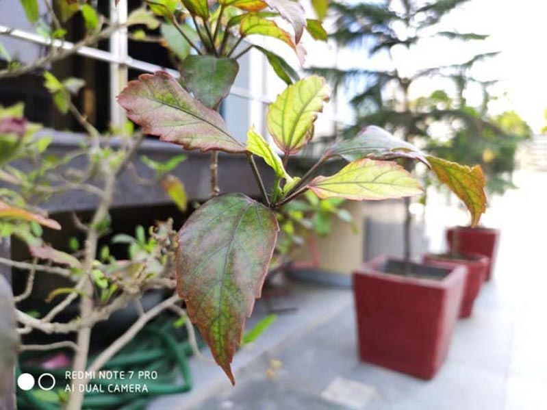 Chụp hình trong môi trường ánh sáng yếu danh gia camera redmi note 7 pro vuot troi suc manh cua xiaomi 5