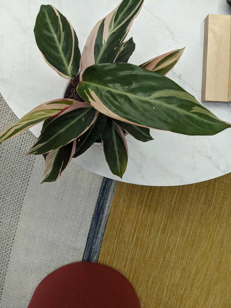 16 bức ảnh chụp bởi Google Pixel 4