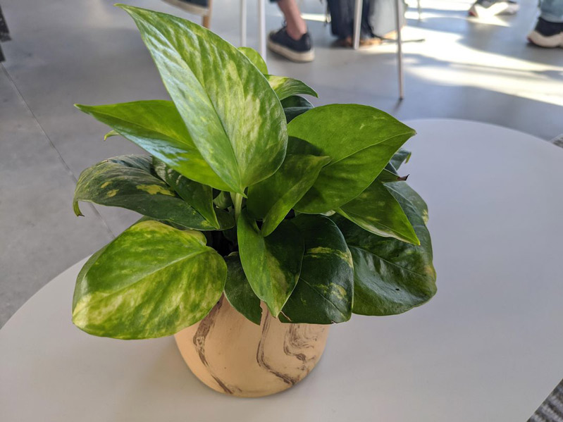 16 bức ảnh chụp bởi Google Pixel 4