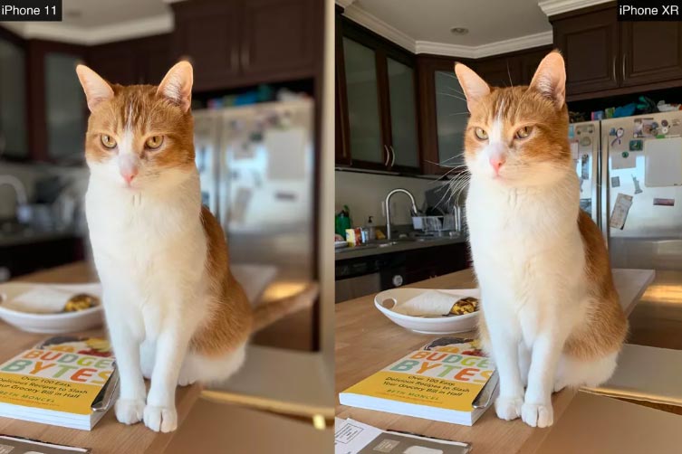 Cheddar chụp bằng iPhone 11 và ảnh thường thấy của chú mèo từ iPhone XR
